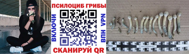 Псилоцибиновые грибы Cubensis  Венёв 